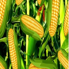 Corns