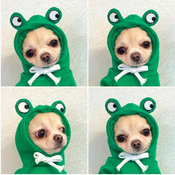 Pet Sweatshirts & Hoodies